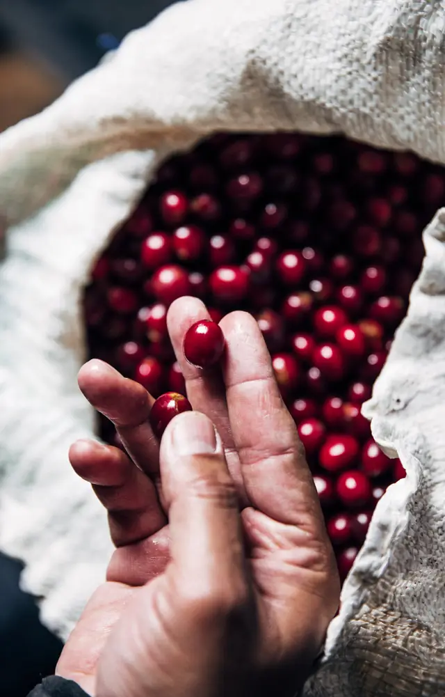 Les cerises de café, avant le séchage — Agrandir